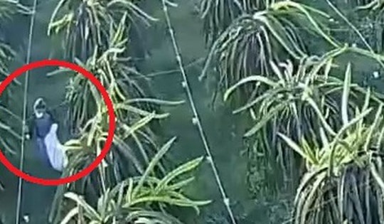 Người trồng thanh long ở Lâm Đồng khổ vì nạn trộm cắp bóng đèn