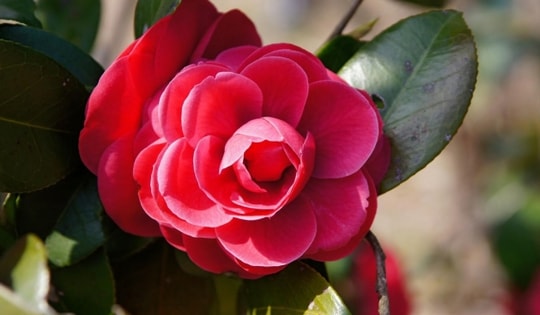 Nếu bạn sử dụng đúng cách loài hoa này, đảm bảo sẽ tạo phúc lộc cho ngôi nhà của bạn