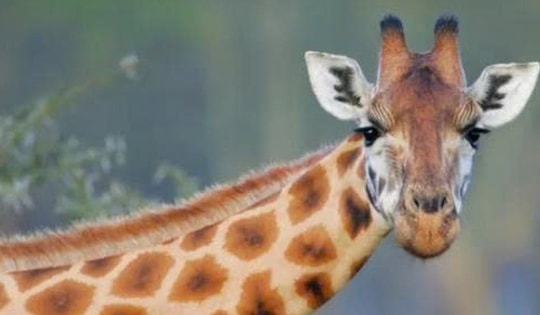 Bí mật về những đốm nâu của hươu cao cổ