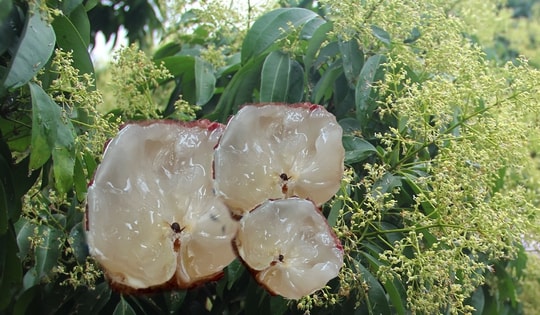 'Đặc sản hiếm' vị ngọt thanh, cùi giòn như thạch của VN lên cơn sốt, có tiền chưa chắc đã mua được