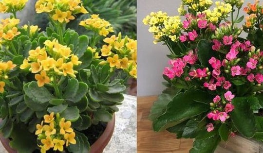 Muốn cuộc sống được may mắn và tài lộc, hãy đặt cây này trong nhà