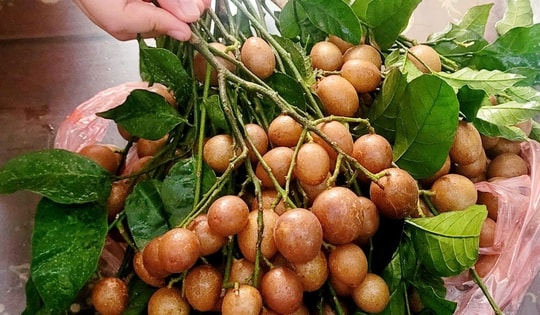 Quả quê ngon gợi nhớ tuổi thơ chỉ hè mới có vào chính vụ, giá từ 30.000 đồng/kg, giúp giải nhiệt và trị ho rất tốt