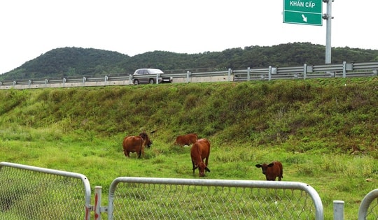 Tự ý dỡ rào, chăn thả gia súc trên hành lang cao tốc Diễn Châu - Bãi Vọt