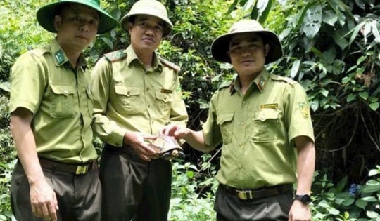 Thả cá thể rùa hộp trán vàng quý hiếm về rừng tự nhiên Pù Huống