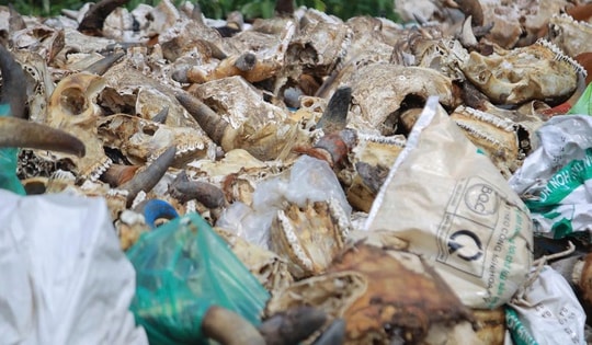 Xử lý điểm tập kết phế phẩm động vật trái phép gây ô nhiễm gần Quốc lộ 46