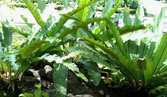 Trong nhà nếu có cây này, gia chủ sẽ không lo hết tiền, sức khỏe viên mãn