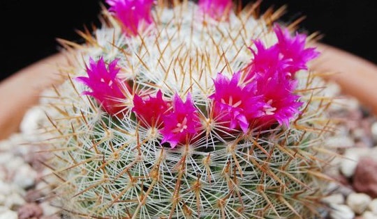 Trong nhà nếu đặt cây xương rồng bánh sinh nhật ở vị trí này, đảm bảo gia chủ đón nhận nhiều may mắn và tài lộc