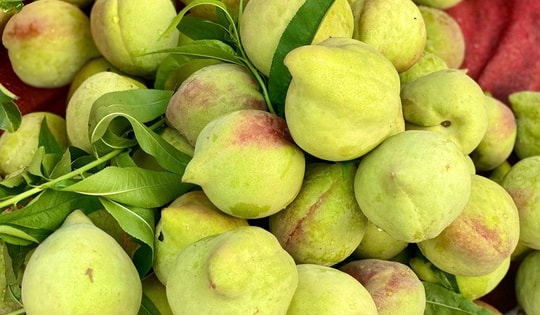 Đào mỏ quạ vào mùa bán đầy thị trường, tiểu thương chỉ cách phân biệt hàng Việt Nam và Trung Quốc