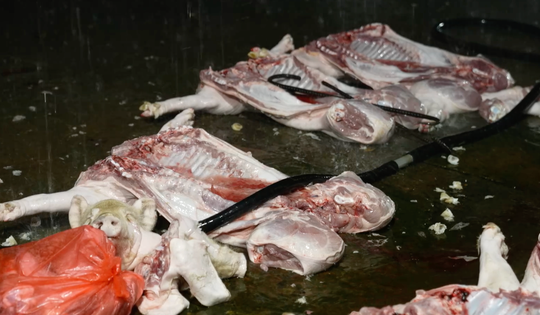 Phát hiện đường dây tiêu thụ thịt lợn nhiễm bệnh giữa Thủ đô: Gần 10.000 kg thịt lợn nhiễm Dịch tả châu Phi bán công khai từ lò mổ đến các chợ đầu mối