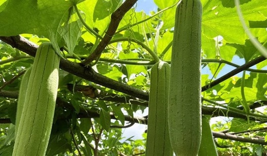 Nước giải khát bổ dưỡng từ quả mướp tươi