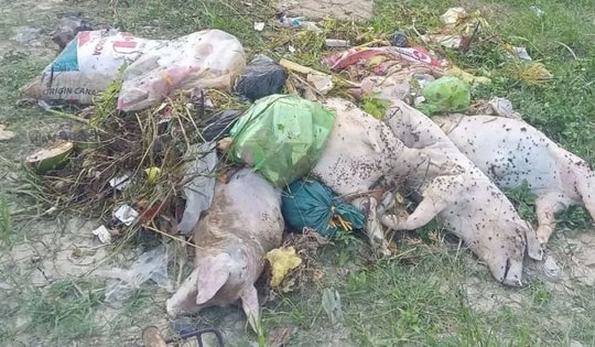 Hàng chục xác lợn chết bị vứt xuống kênh, đe dọa nguồn nước và sức khỏe cộng đồng