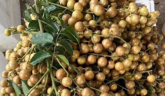 Chị em đua nhau mua quất hồng bì giá rẻ, chỉ từ 15.000 đồng/kg để ngâm trị ho và ăn được vài tháng