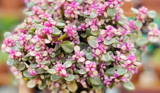 Nên đặt cây sen đá đô la ở đâu trong nhà để giúp gia chủ thu hút tài lộc và bảo vệ sự thịnh vượng trong gia đình