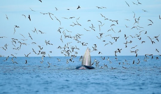 Bảo vệ cá voi quý hiếm thường xuyên xuất hiện ở biển Gia Lai bằng cách nào?