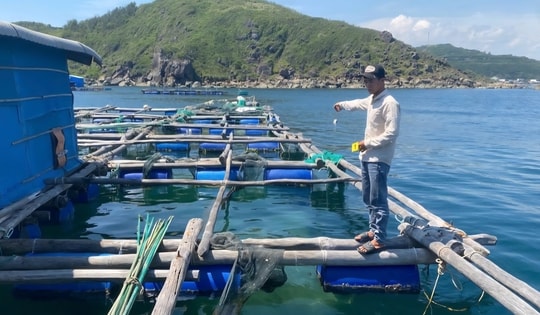 4 thanh niên bị khởi tố vì trộm cắp số lượng lớn tôm hùm