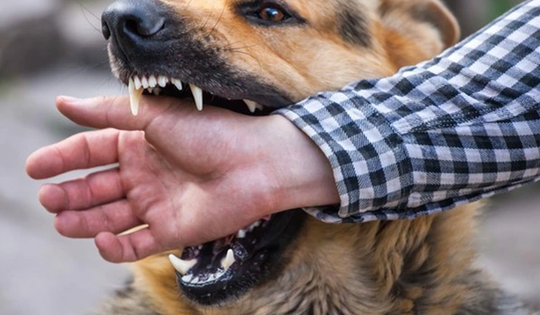 Nam thanh niên ở Đắk Lắk tử vong do dại sau khi bị chó cắn 20 ngày