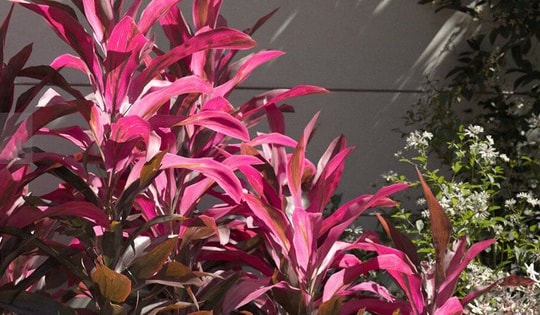 Trong nhà nếu có cây này sẽ tăng may mắn, bảo vệ gia đình và mang lại tài lộc, thịnh vượng