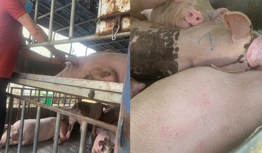 Phú Thọ: Ngăn chặn xe tải vận chuyển lợn nhiễm dịch tả lợn châu Phi đi tiêu thụ