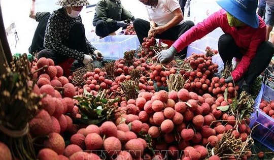 Vụ vải thiều Lục Ngạn 2025 bội thu, xuất khẩu vượt kỳ vọng