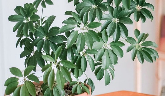 Những loại cây phong thủy giúp hóa giải sát khí từ góc nhọn trong nhà