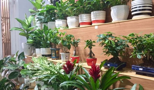 Tác hại của việc trồng quá nhiều cây trong nhà, ảnh hưởng đến sức khỏe và tài lộc