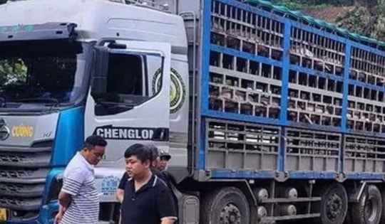 Xe tải chở 14 tấn heo bị dịch tả châu Phi đi tiêu thụ