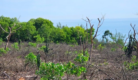 Hiện trường 2,5 ha rừng phòng hộ ven biển bị cưa hạ ở Huế