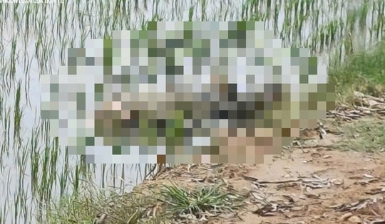 Đi đánh rọ bát quái, người đàn ông phát hiện một thi thể ở ruộng lúa