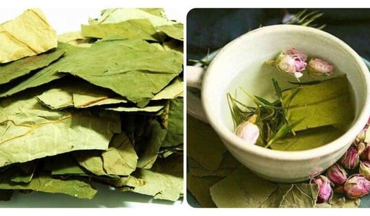 Uống nước lá sen có tác dụng gì?