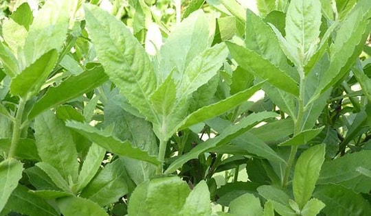 Lợi ích khi đặt cây cúc tần trong nhà giúp gia chủ thu hút may mắn và tài lộc