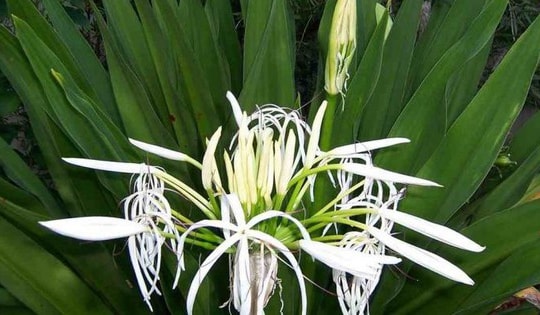 Người tuổi này trồng cây đại tướng quân để mang lại bình an, giảm thiểu những khó khăn