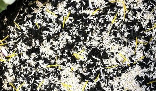 Loại trà đắt đỏ nhất Hà Nội, giá hơn 10 triệu đồng/kg được chế biến thế nào?