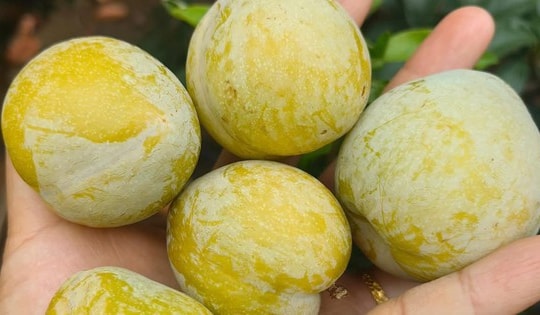 Loại quả lạ có tên mận cau giá 450.000 đồng/kg vẫn hút khách