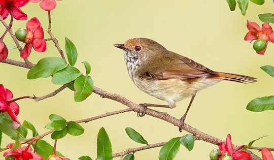 Tháng sinh Âm lịch của người tài năng nhưng sống khiêm nhường, lặng lẽ giàu có không ai biết