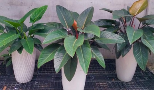 Những loại cây cảnh văn phòng mang lại tài lộc, giảm stress