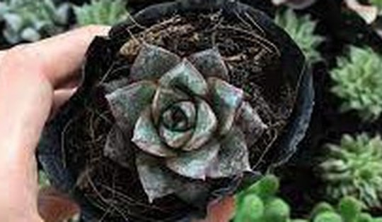 Sen đá hoàng tử đen - vừa đẹp, vừa sang và lý do phong thủy cây thường được tặng trong dịp khai trương hoặc dịp lễ quan trọng