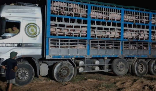 Gần 200 con lợn bị nhiễm Dịch tả châu Phi nhưng tài xế ô tô vẫn ngang nhiên vận chuyển tiêu thụ trong đêm