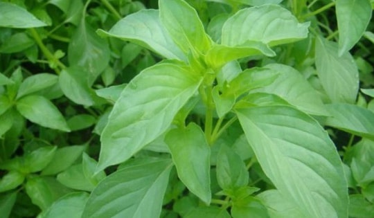 Lá é, gia vị trong nhiều món ăn chữa được bệnh gì?