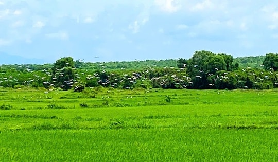 Đàn cò quý hiếm có tên trong Sách đỏ xuất hiện trên đồng ruộng ở Quảng Trị