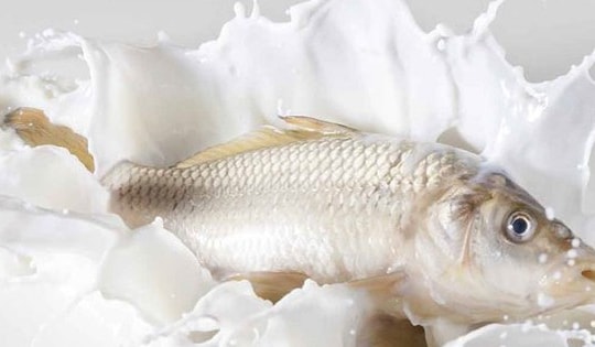 Mẹo giúp khử mùi tanh của cá dễ dàng và hiệu quả