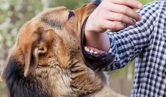 Thiếu niên tử vong nghi do bệnh dại sau nhiều lần bị chó cắn mà không tiêm phòng