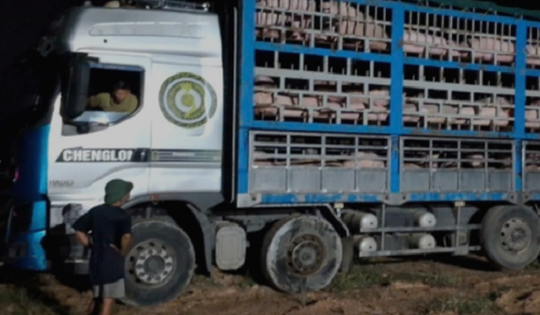 Phú Thọ: Tiêu hủy gần 200 con lợn nhiễm virus dịch tả lợn châu Phi