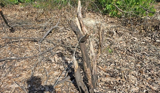 Vụ rừng phòng hộ ven biển bị chặt hạ ở Huế: Có hay không lãnh đạo bán tháo trước khi sáp nhập?