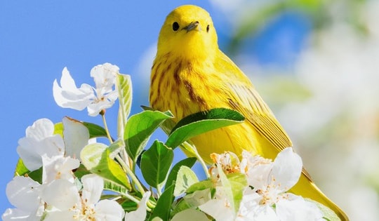 Số cuối ngày sinh Âm lịch của người giỏi giang, sắc bén