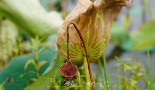 Hàng trăm hộ nông dân Quảng Trị mất trắng mùa sen