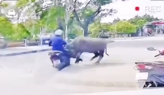 Video trâu ‘điên’ tấn công người đi đường