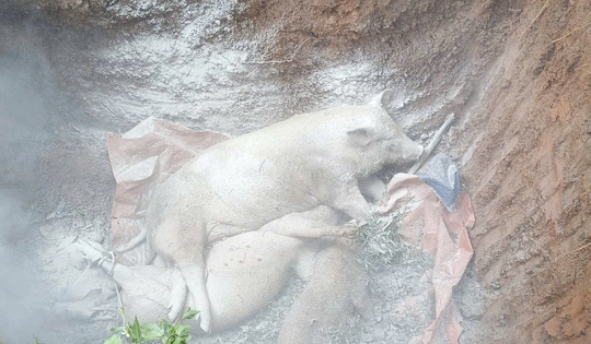 Quảng Trị: Dịch tả lợn Châu Phi bùng phát, tiêu hủy hàng ngàn con lợn bệnh