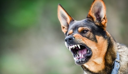 Không tiêm vaccine phòng bệnh sau nhiều lần bị chó cắn, nam tài xế mắc bệnh dại