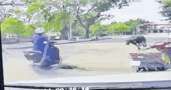 Trâu xổng chuồng húc người đi đường gãy xương, ai phải bồi thường?