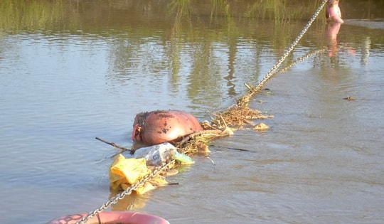 Xác lợn chết trôi đầy kênh giữa ‘bão’ dịch tả lợn châu Phi